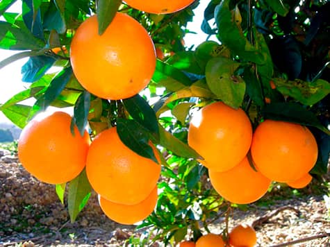 naranjas de valencia