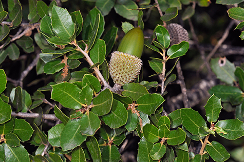 coscoja quercus planta en albufera de valencia