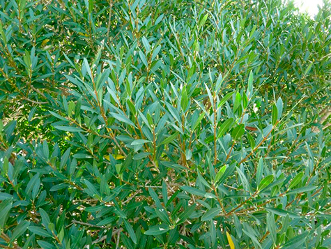 labiernago planta en albufera de valencia