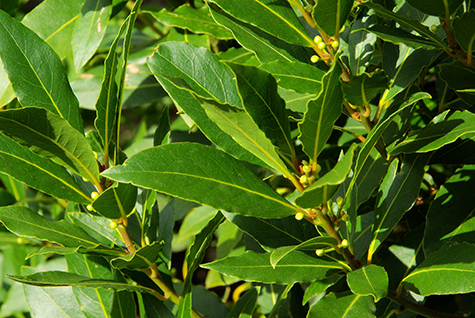 laurel planta en albufera de valencia