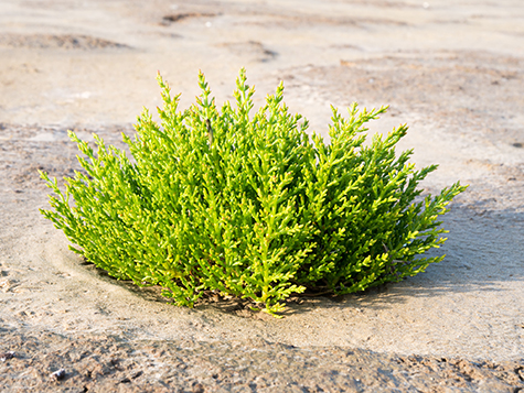 salicornia planta en albufera de valencia