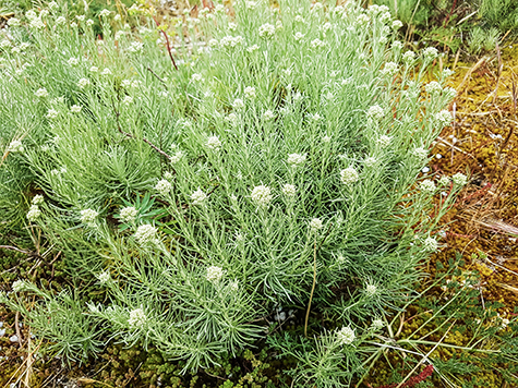 siempreviva planta en albufera de valencia