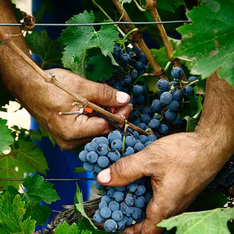 recolectando uvas vinos de valencia