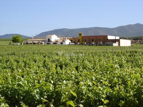 uvas vinedos requena bodega chozas de carrascal