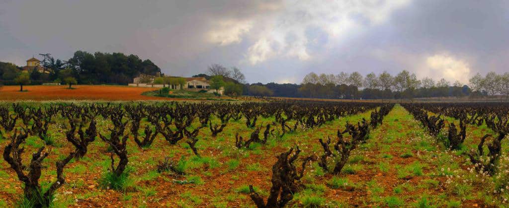 Viñedos en Otoño en Valencia