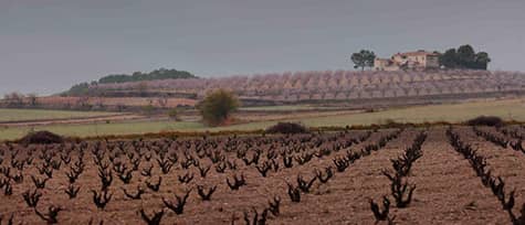 vinedos en mojente valencia vinos