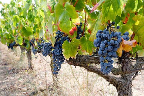 Uvas en viñedos de Valencia para elaborar sus vinos